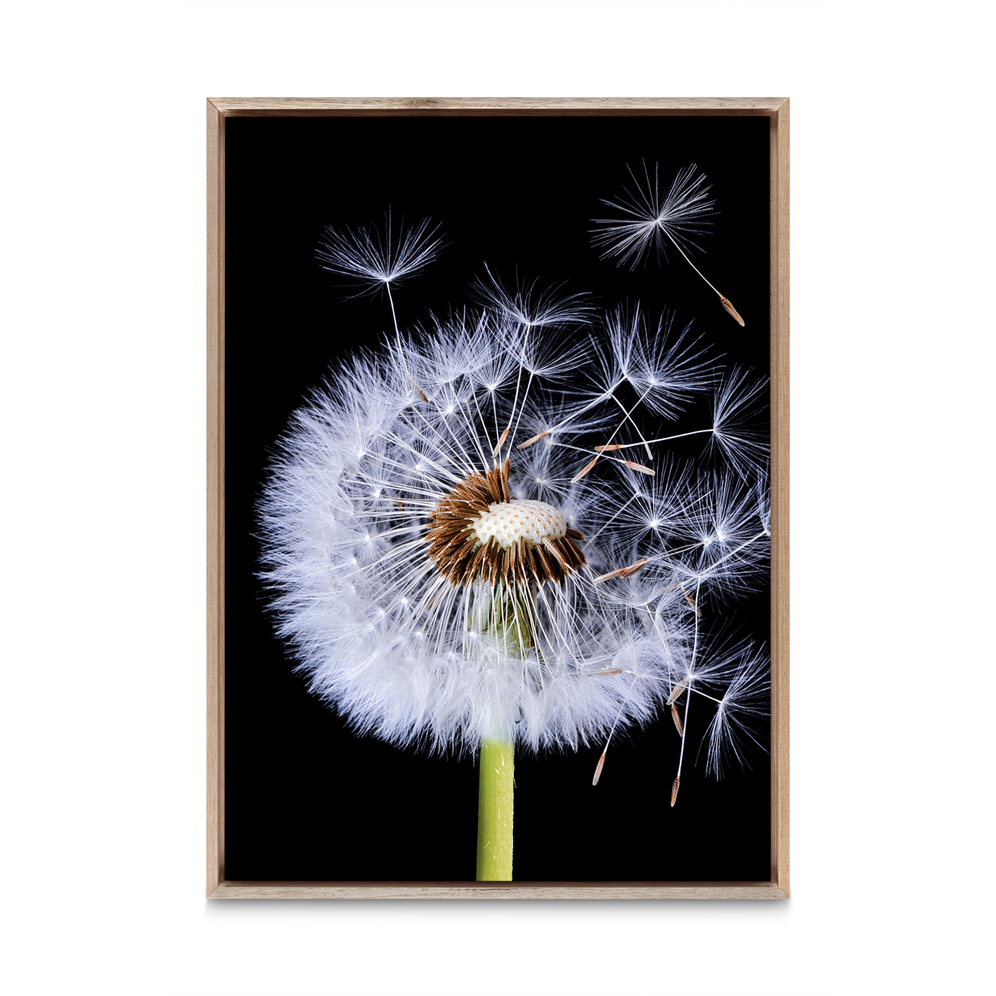 Dandelion Floral FLORES_114 - Image 5