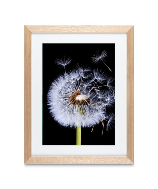 Alternative view of Dandelion Floral FLORES_114