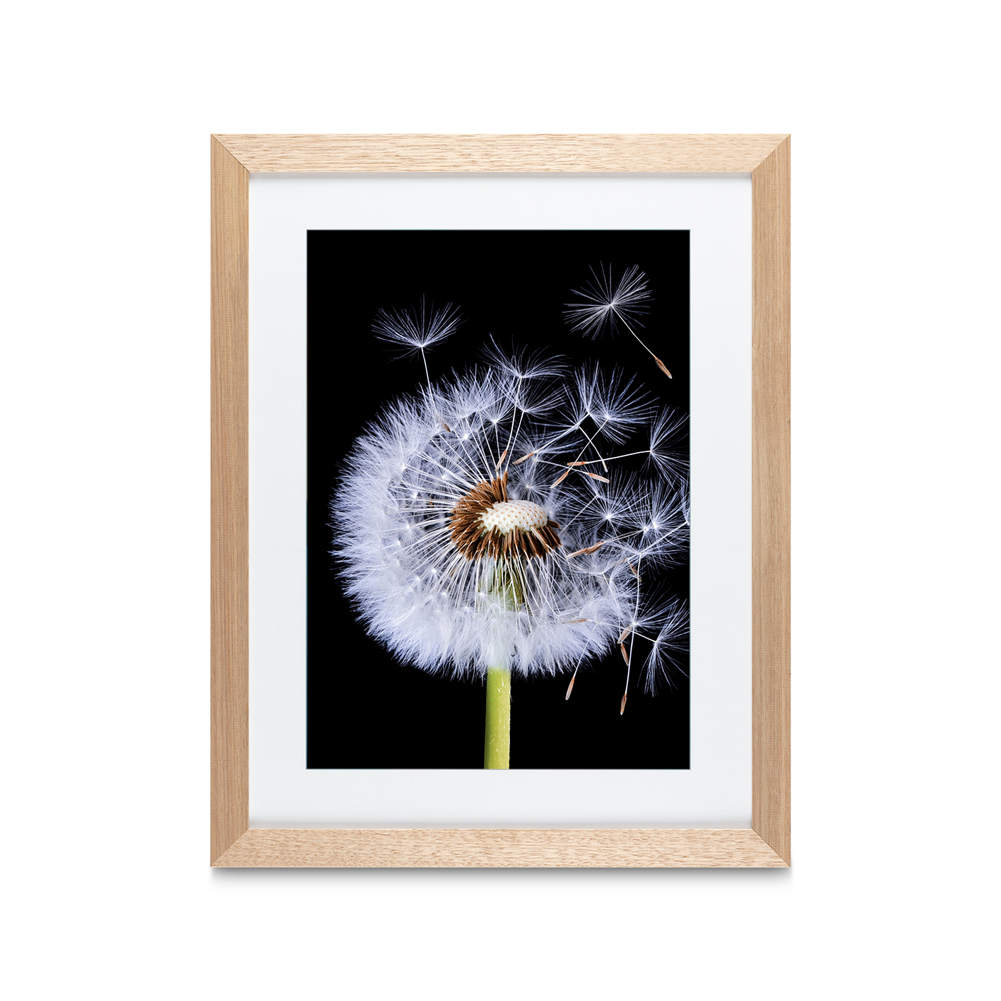 Dandelion Floral FLORES_114 - Image 2