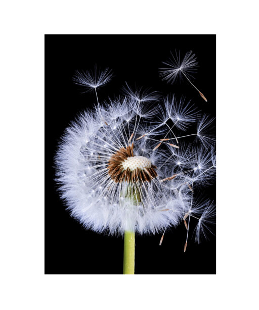 Dandelion Floral FLORES_114 - Image 7