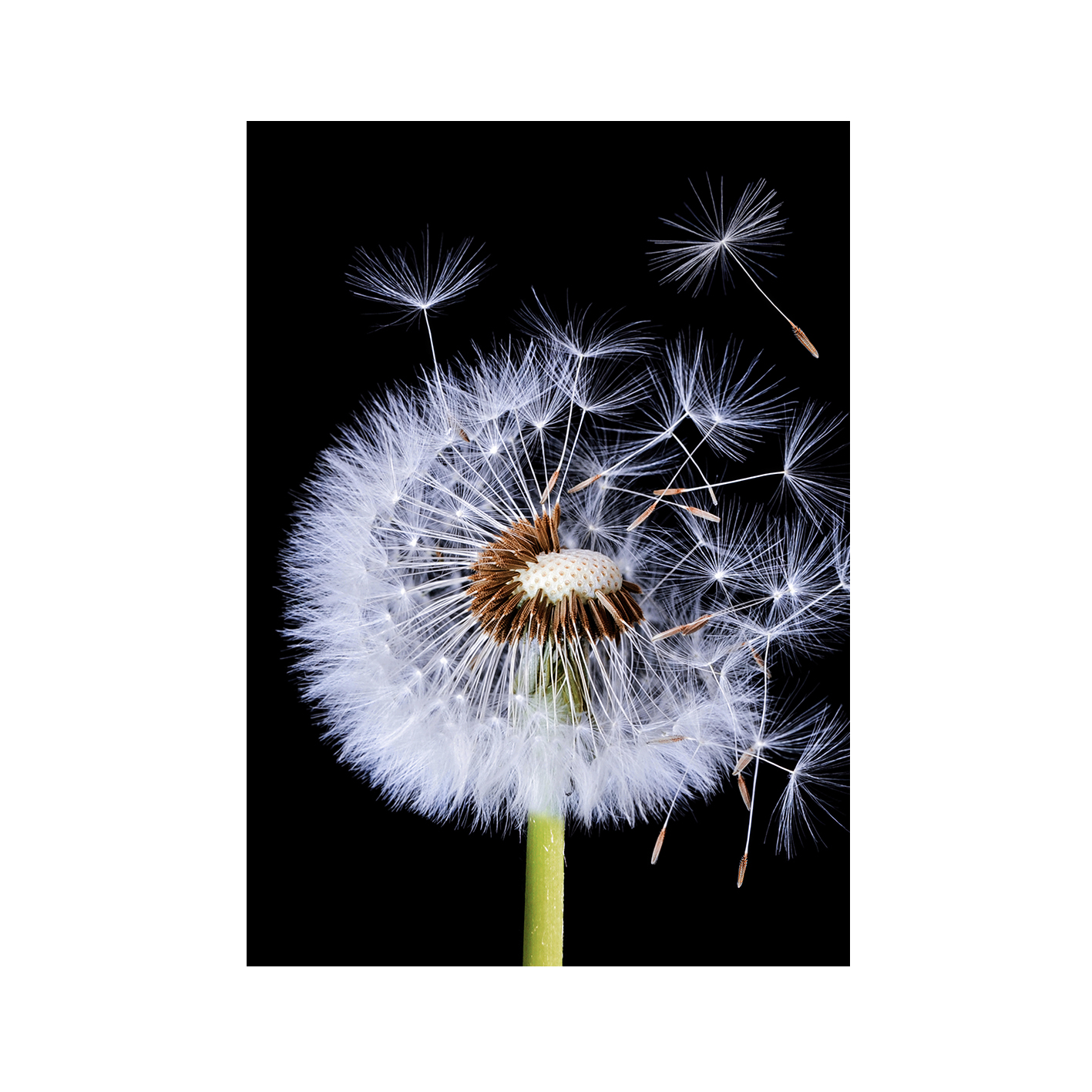 Dandelion Floral FLORES_114 - Image 7