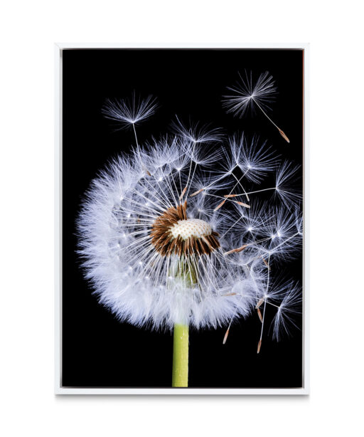 Dandelion Floral FLORES_114 - Image 6