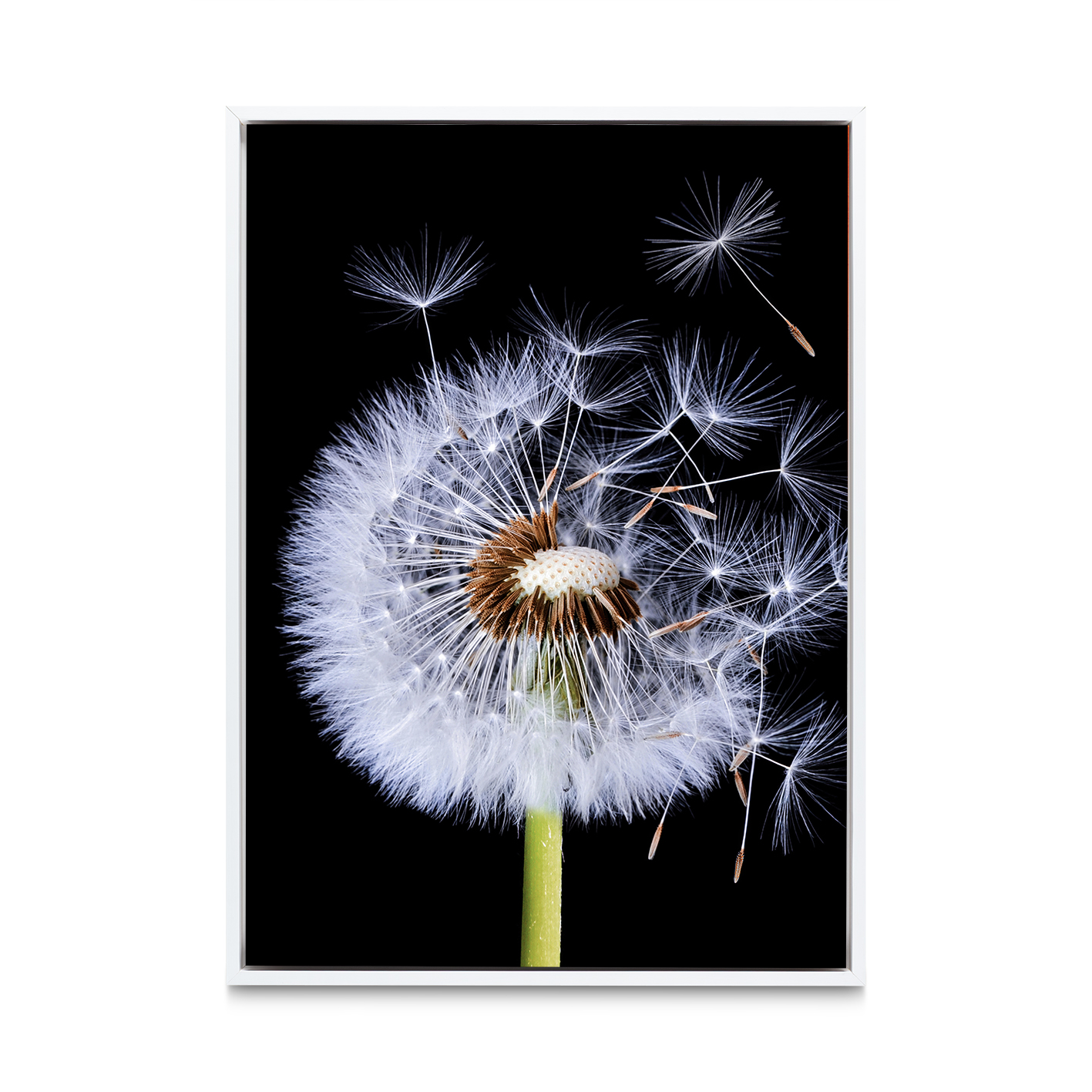 Dandelion Floral FLORES_114 - Image 6
