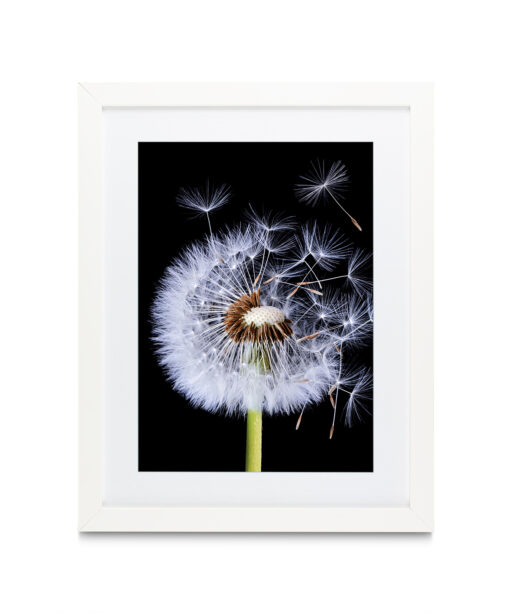 Dandelion Floral FLORES_114 - Image 3