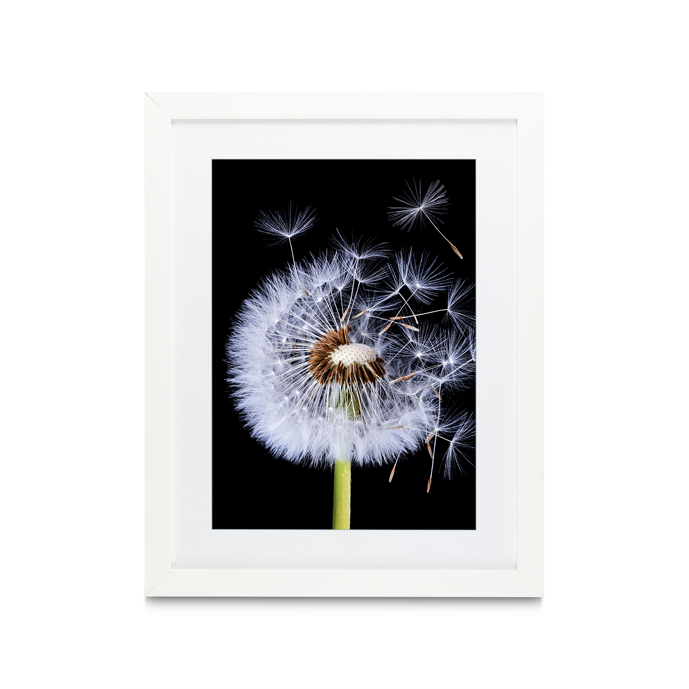 Dandelion Floral FLORES_114 - Image 3