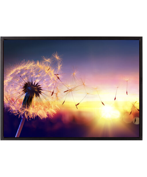Dandelion Sunset Floral FLORES_118 - Image 8