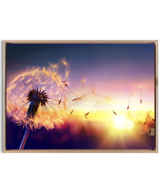 Dandelion Sunset Floral FLORES_118 - Image 5
