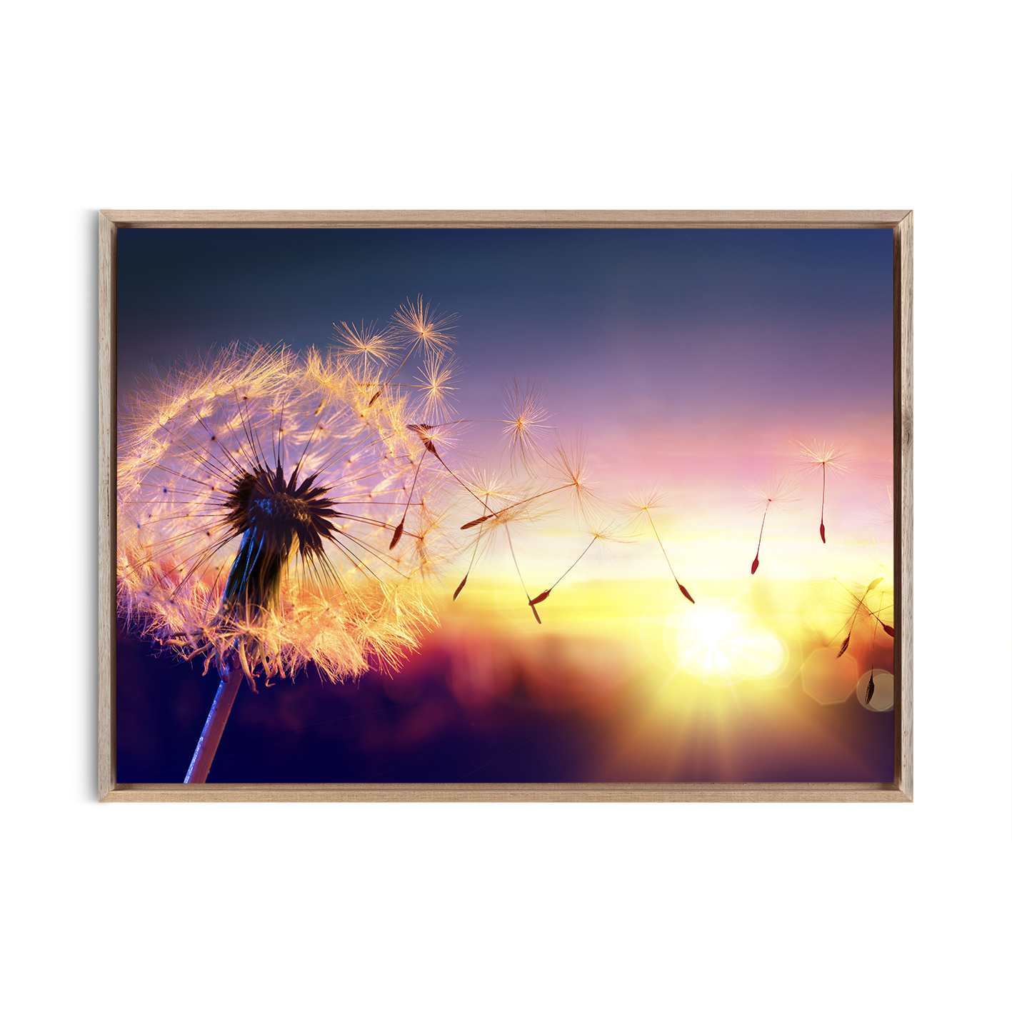 Dandelion Sunset Floral FLORES_118 - Image 5