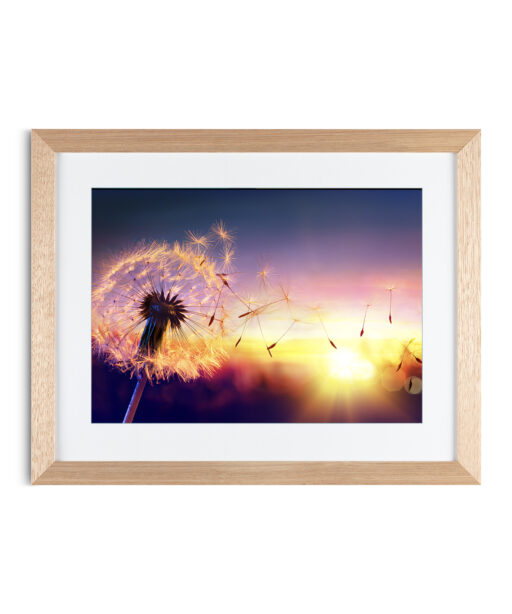 Alternative view of Dandelion Sunset Floral FLORES_118