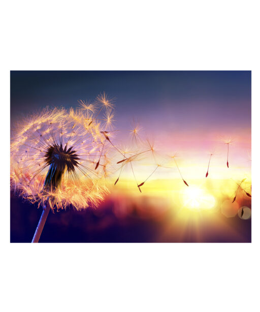 Dandelion Sunset Floral FLORES_118 - Image 7
