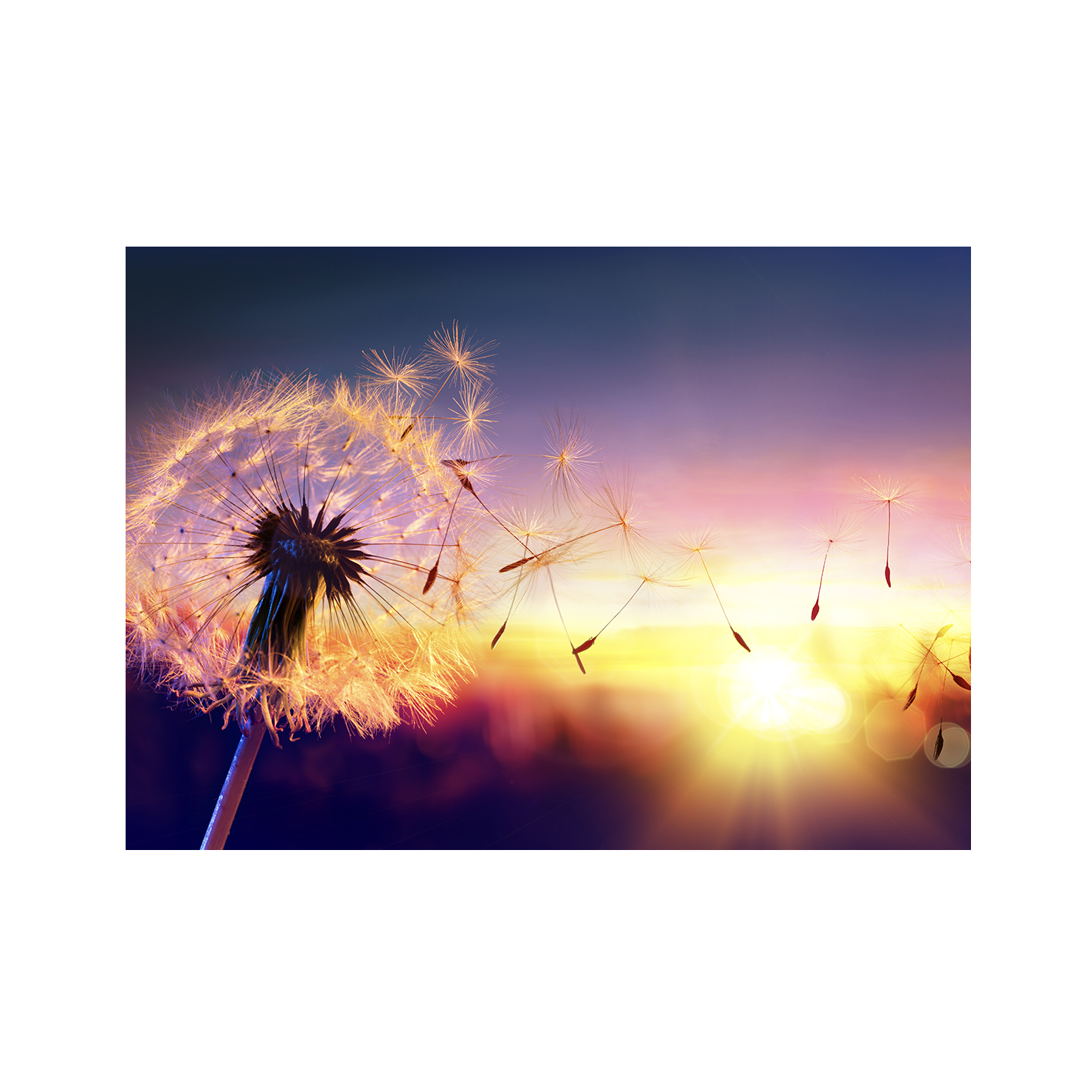 Dandelion Sunset Floral FLORES_118 - Image 7