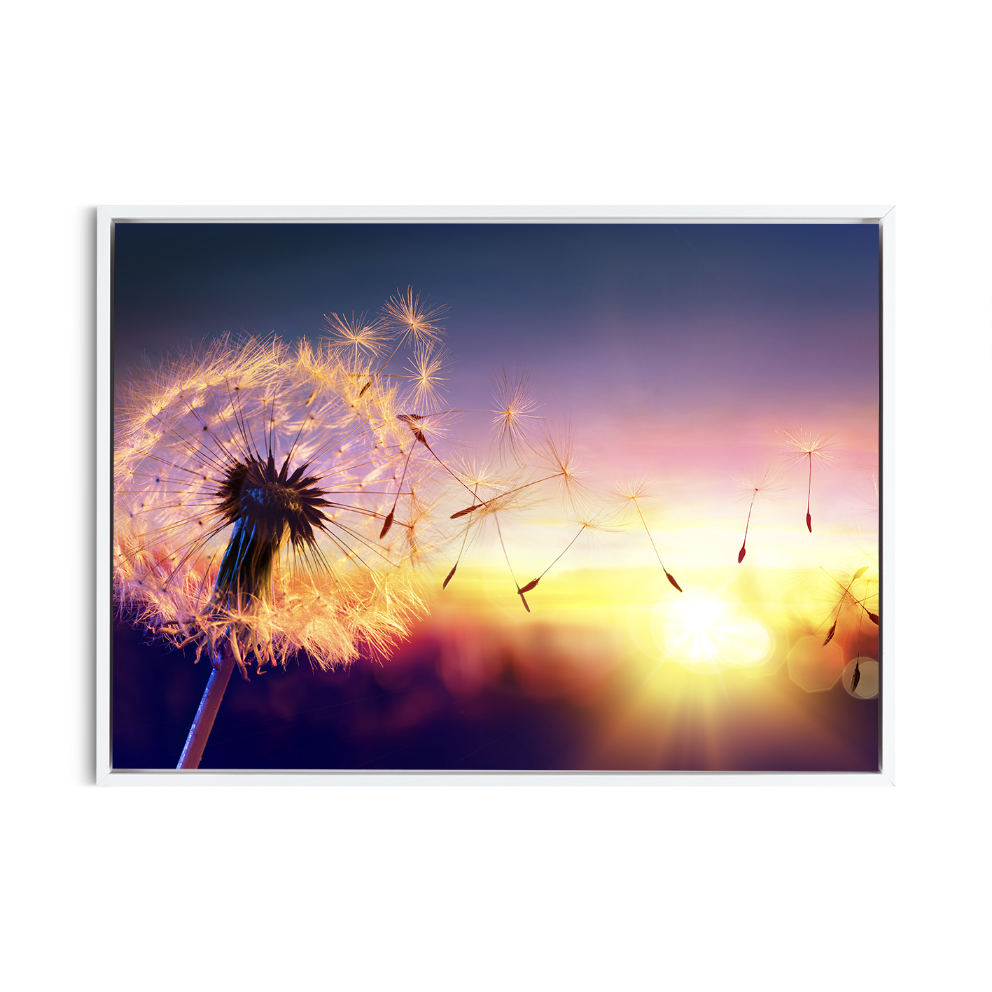 Dandelion Sunset Floral FLORES_118 - Image 6