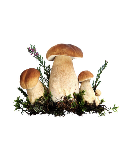 Fungi Kitchen-Coffee FOOD 20 - Image 7
