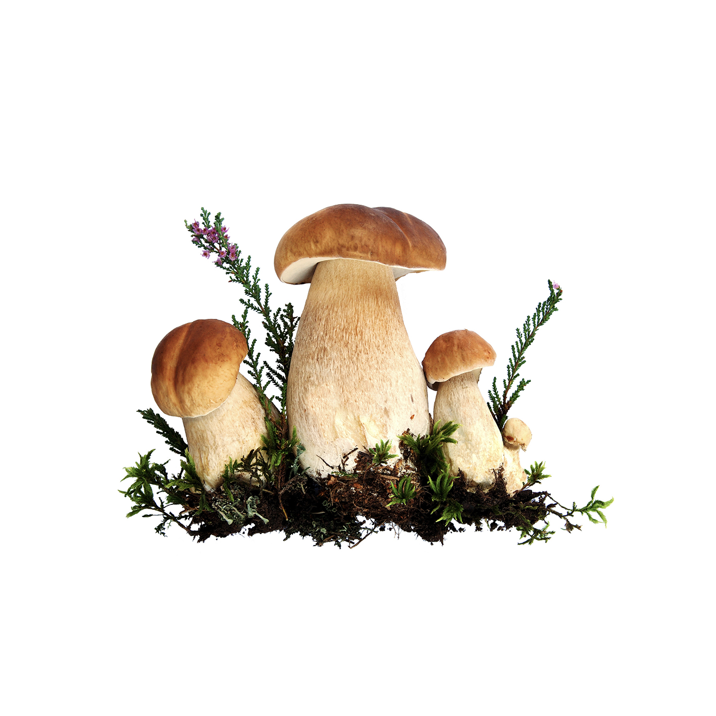 Fungi Kitchen-Coffee FOOD 20 - Image 7
