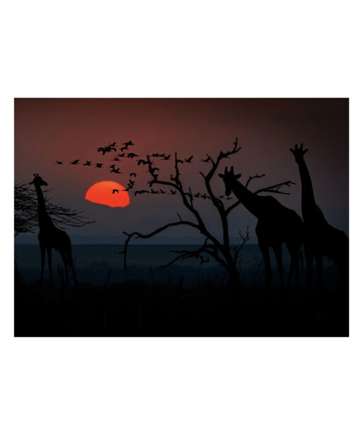 Giraffe Animals GIRAFAS 01 - Image 7