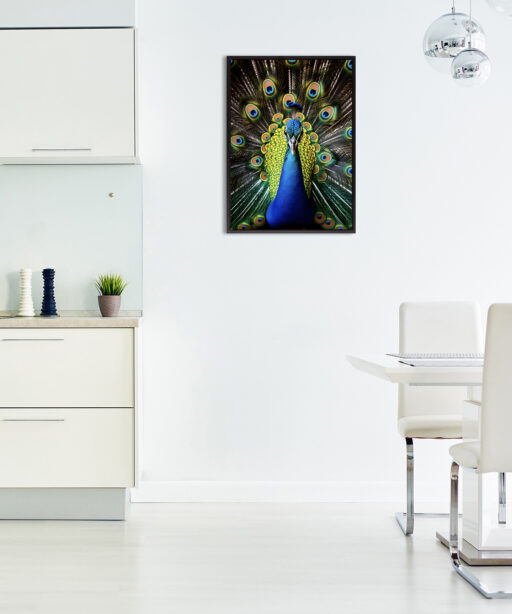 Peacock Animals AVES 111